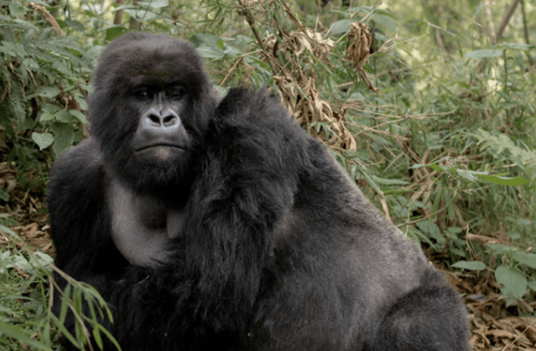 Best Places To See Gorillas In Africa Mytouristmaps