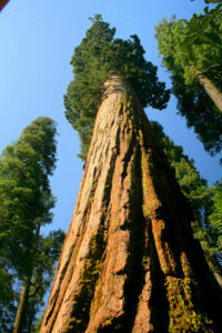 redwood