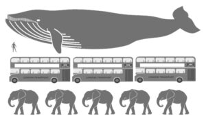 Blue Whale comparison