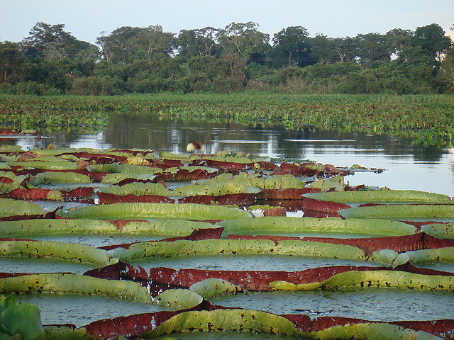 Pantanal