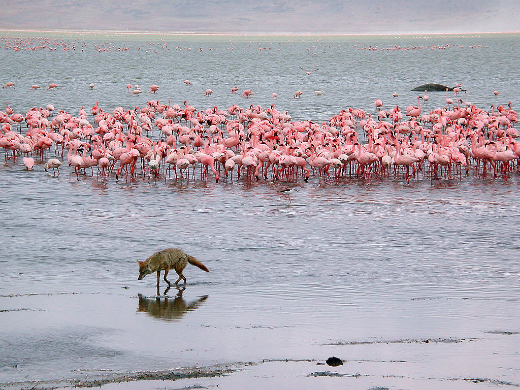 Ngorongoro Crater