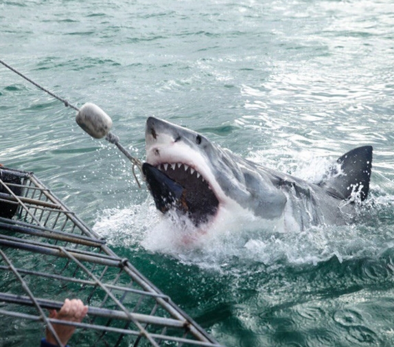white shark cage diving