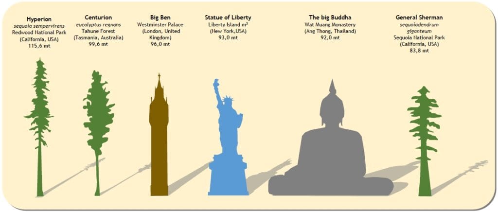 Sequoia comparison sclae