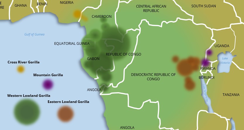 Gorilla distribution map