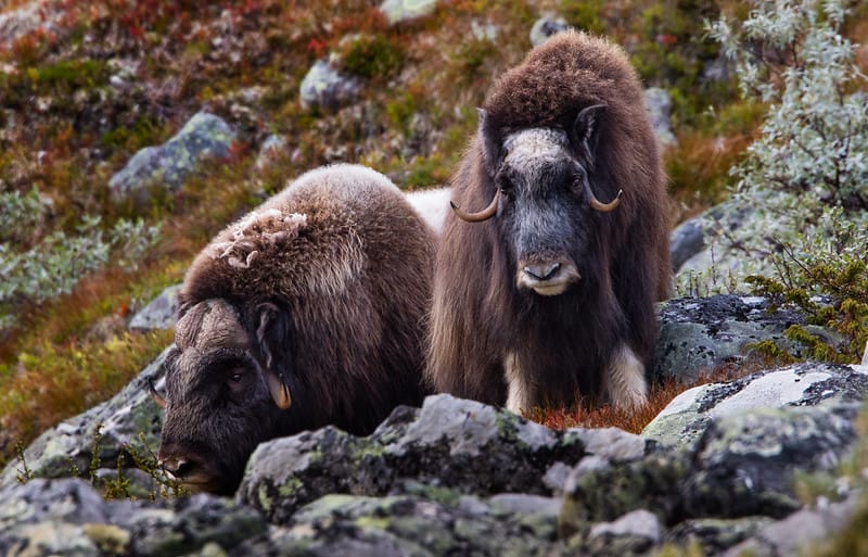 Musk Ox