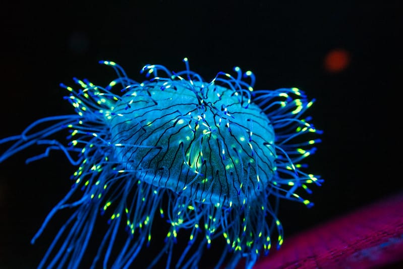 Bioluminescent Jellyfish