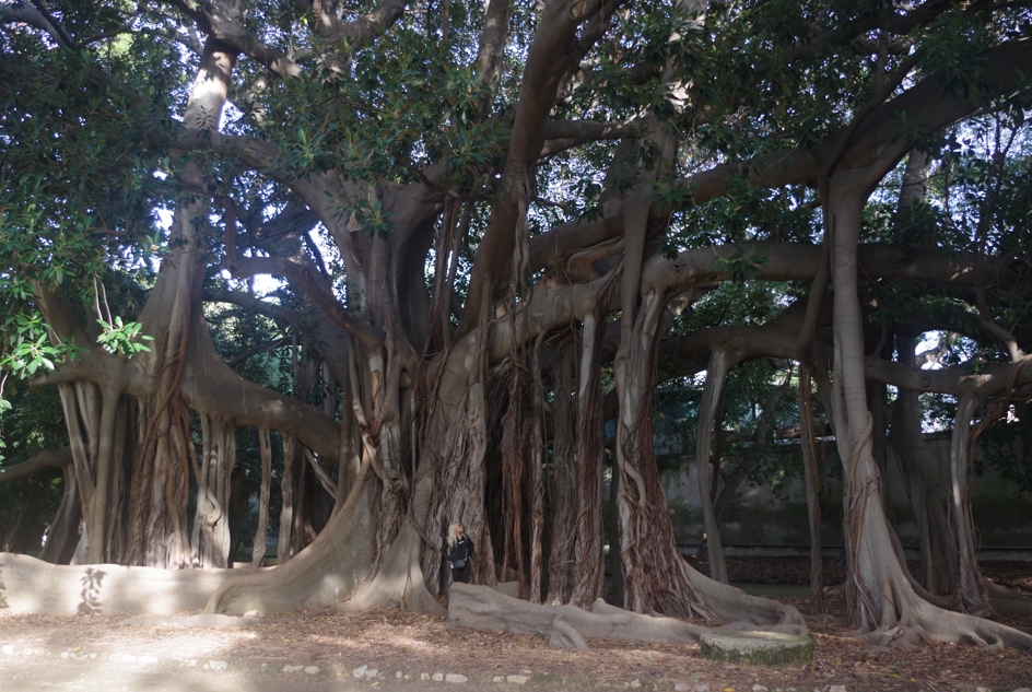 Great Ficus in the Botanical Garden of Palermo