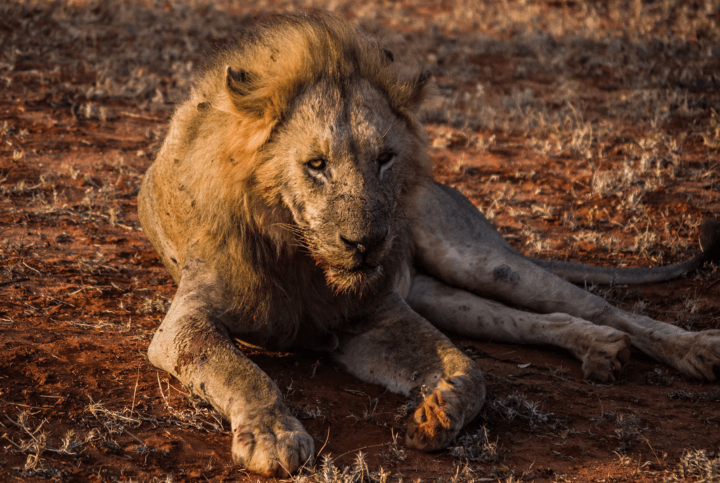 Tsavo Lion