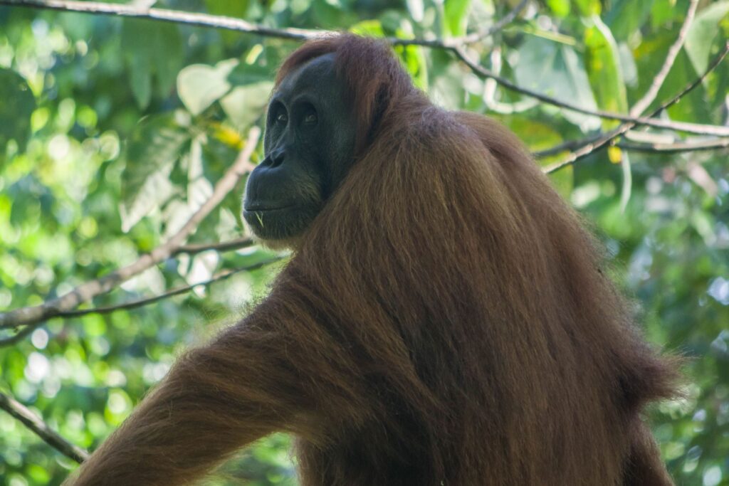 Orangutan Gunung Leuser