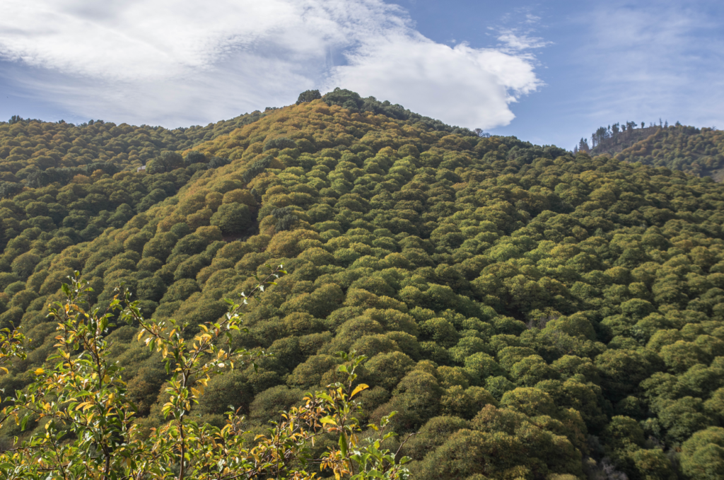 Genal Valley Copper Forest