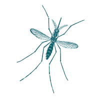 Mosquito