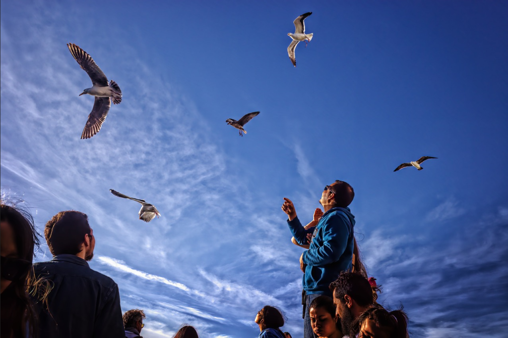 Seagulls