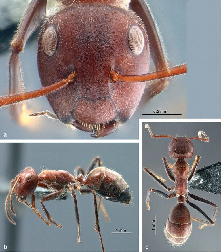Exploding Ants, Asia and India | mytouristmaps.com
