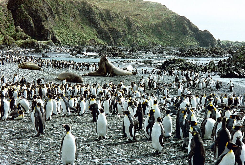Macquarie Island