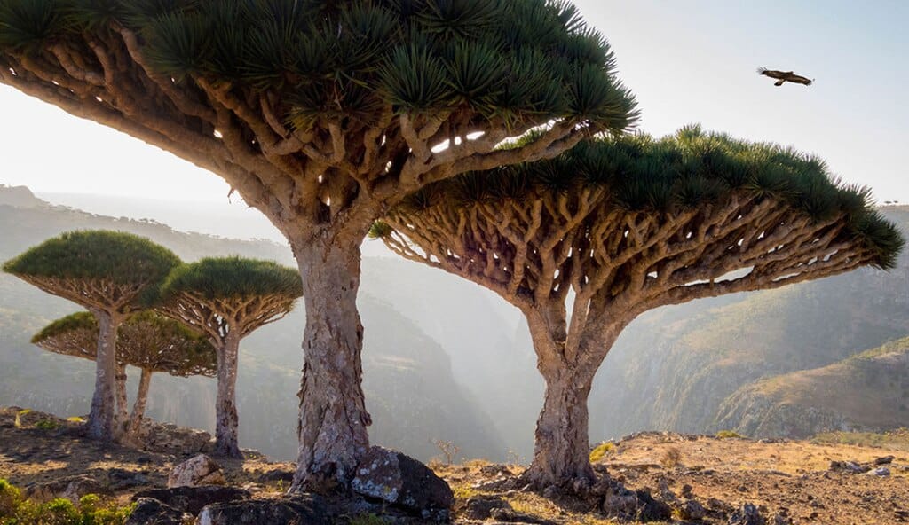 Socotra Island