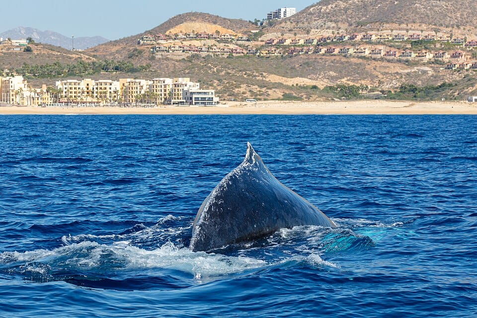 Cabo San Lucas