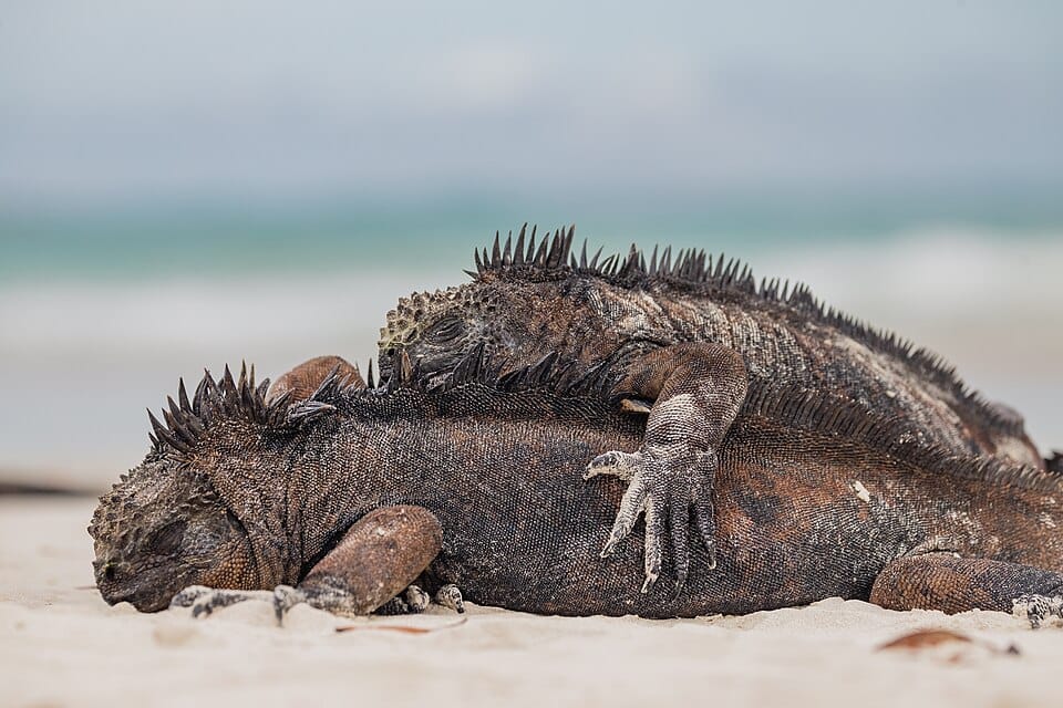 Galapagos
