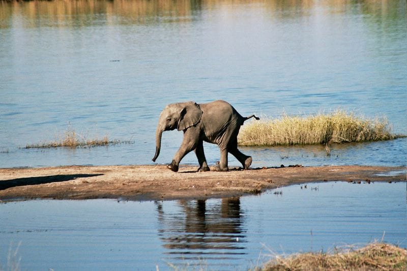 Chobe River Cruise