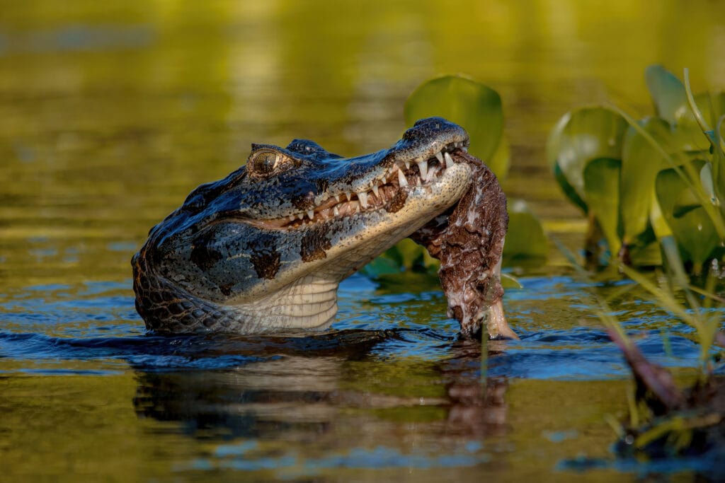 Pantanal crocodile