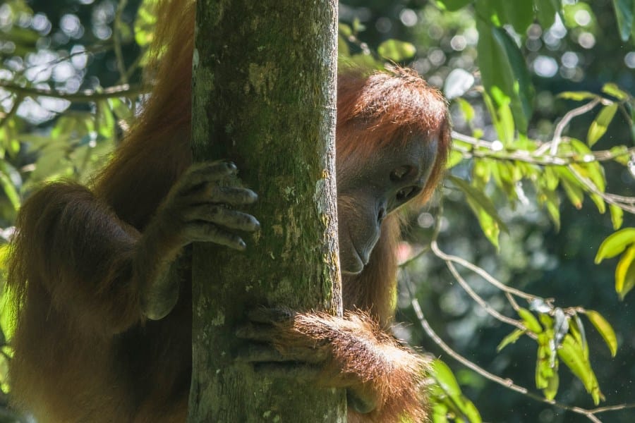 Orangutan Kalimantan