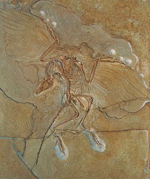 Berlin Archaeopteryx