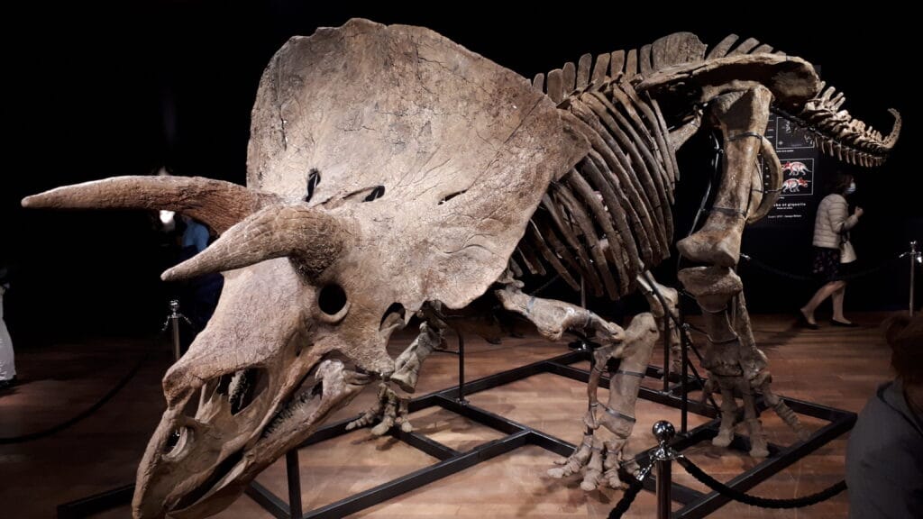 Big John Triceratops