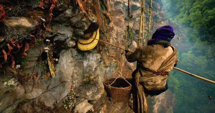 Honey hunting in Nepal