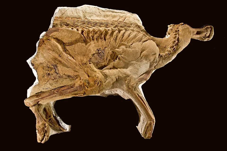 Leonardo Brachylophosaurus