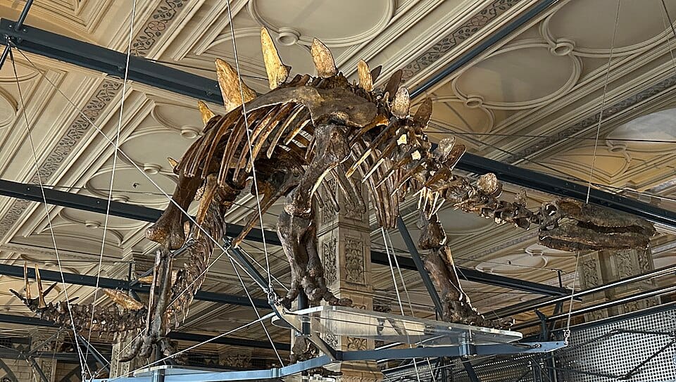 Sophie Stegosaurus