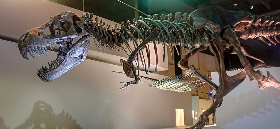 Stan T-Rex